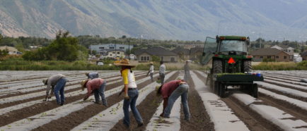 GRANJEROS agricolas campesinos